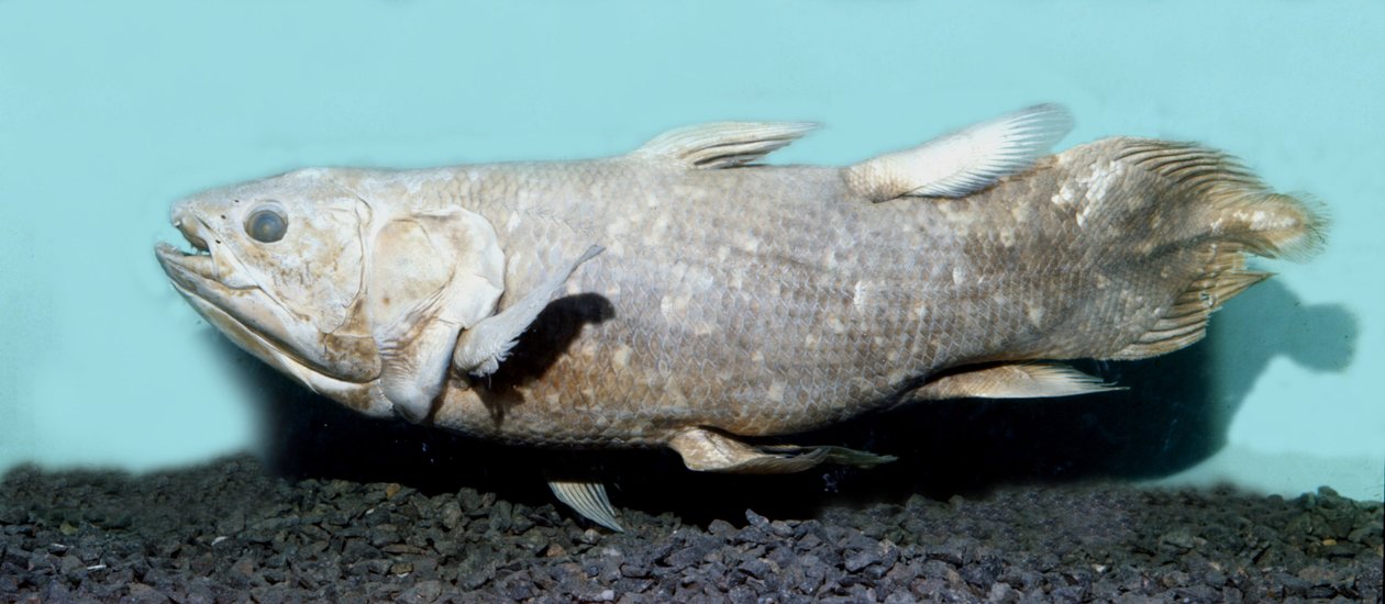 Prehistorya: Coelacanthe empaille
