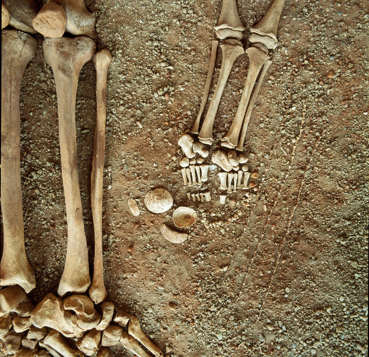 Prehistorya: yetişkinlerin ve çocukların çifte mezarlığı. Cenaze çeyizinin çocuğun ayaklarının dibinde, Ligurya