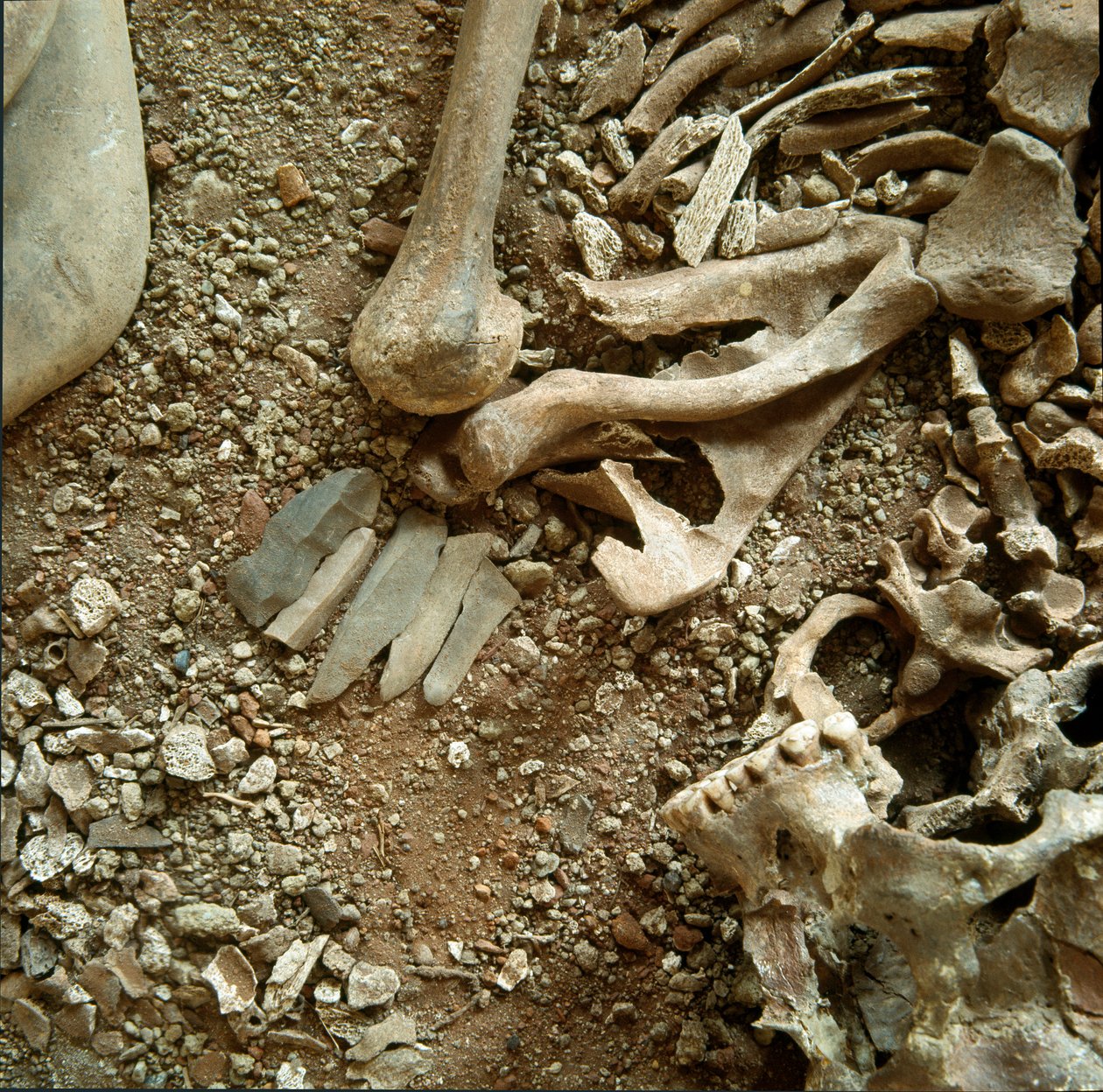 Prehistorya: yetişkinlerin ve çocukların çifte mezarlığı. Ligurya
