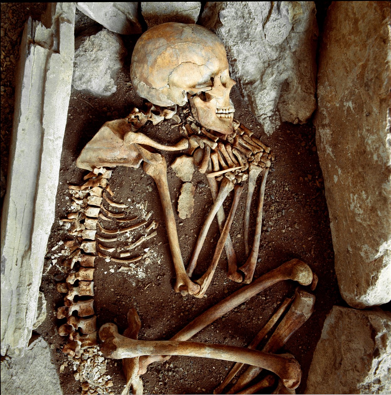 Prehistorya: Candide Arene mağarasından kadın iskeleti (Finale Ligure). Taş devri, neolitik. Genler, Museo di arkeologia Ligure by Prehistoric Prehistoric