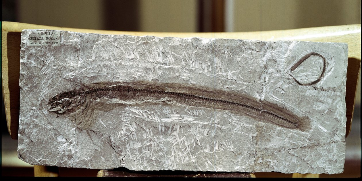 Tarihöncesi: Bolca Dağı (İtalya) bölgesinden balık fosili Eomirus Formosissimus. Eosen dönemi. Sivil Tarih Müzesi, Milano by Prehistoric Prehistoric