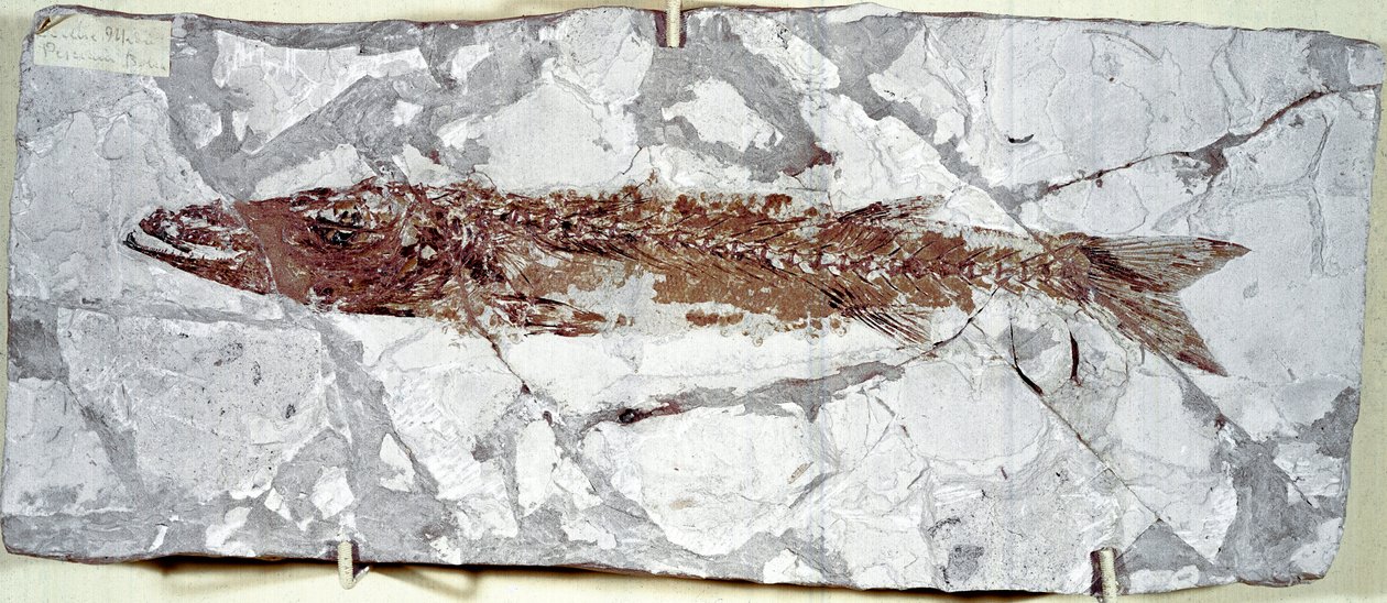 Tarihöncesi: Bolca Dağı (İtalya) bölgesinden balık fosili Sphyraena Bolcensis. Eosen dönemi. Museo civico di storia naturale, Milano by Prehistoric Prehistoric