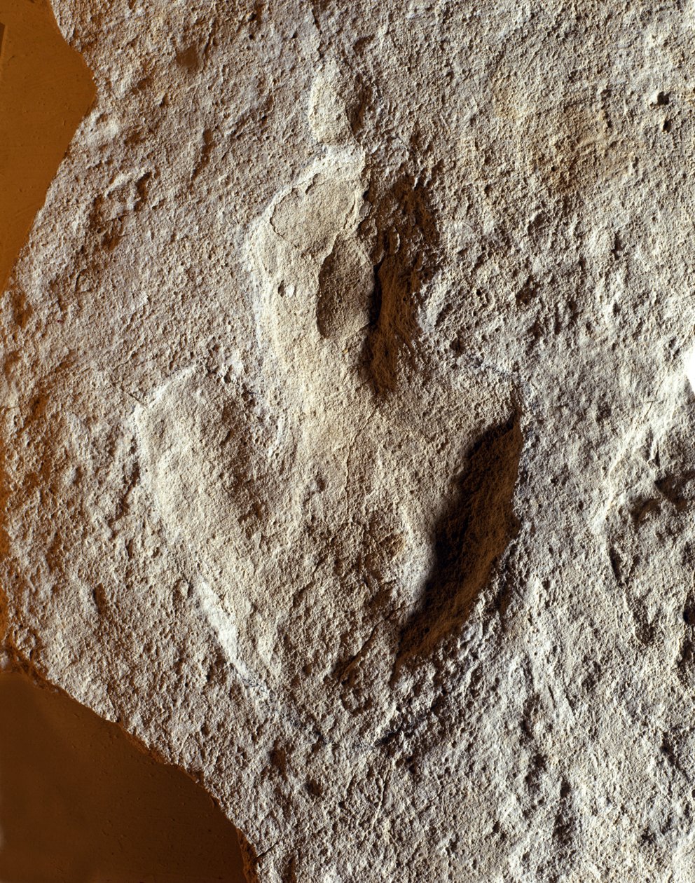 Tarih öncesi: dinozorun fosil parmak izi. Mezozoik dönem, Jura dönemi. Eski Yugoslavya'da bulundu by Prehistoric Prehistoric