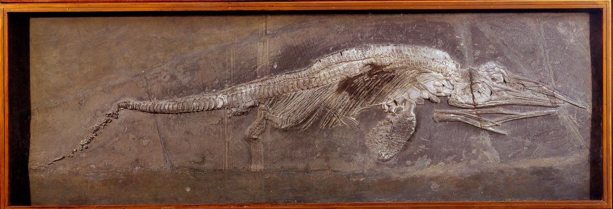 Prehistorya: Pareiasaudor fosili, tarih öncesi hayvan, Paris, doğa tarihi müzesi by Prehistoric Prehistoric