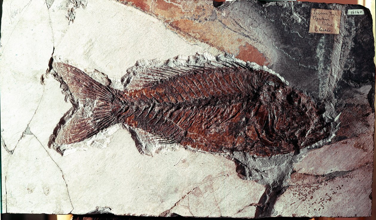 Tarih öncesi: Bolca Dağı (İtalya) bölgesinden Sparnodus Elongatus balığı fosili. Eosen dönemi. Museo civico di storia naturale, Milano by Prehistoric Prehistoric