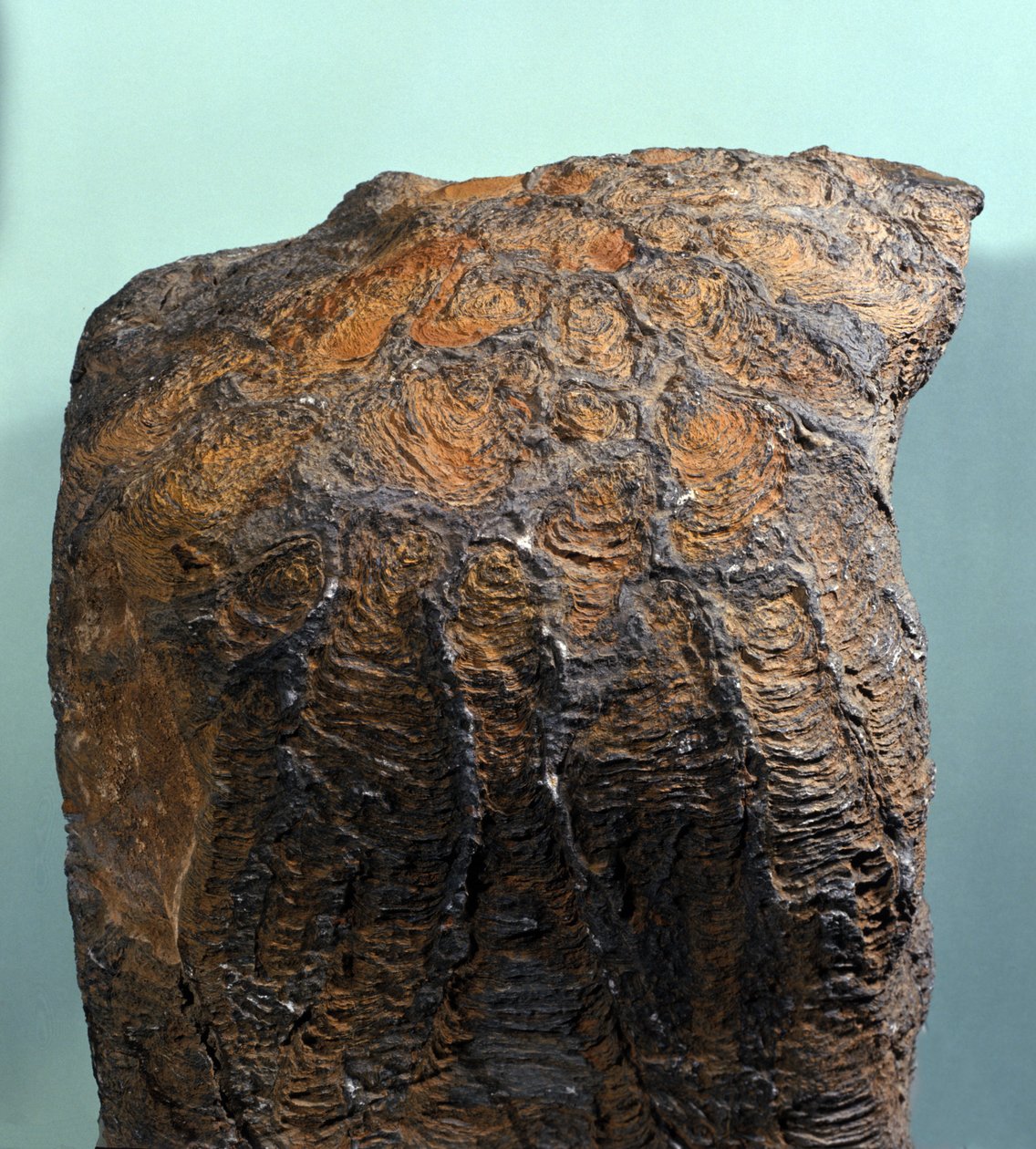 Prehistorya: Stromatolit (veya stromatolit), deniz kayası, arkeozoik dönem fosili. Moritanya