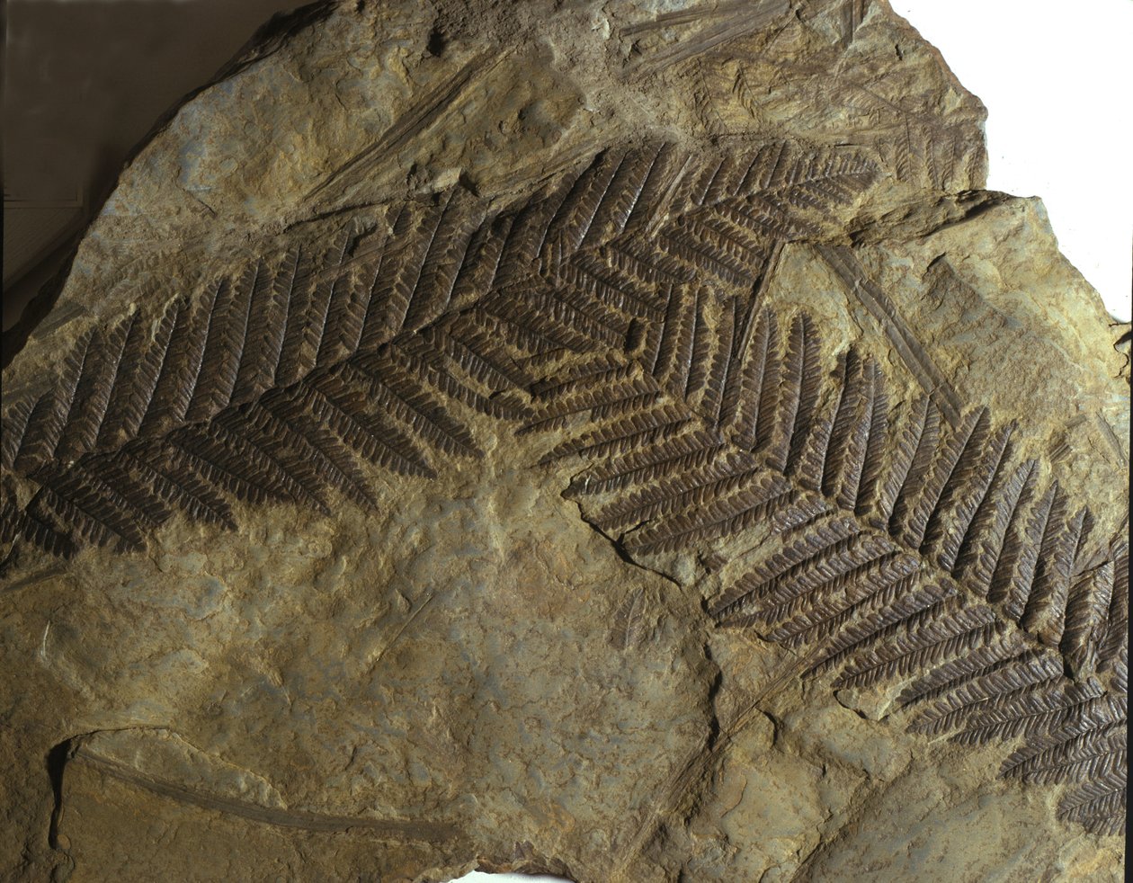 Tarih öncesi: eğrelti otu ailesinin nöropteris fosili. Paleozoik Çağ, Karbonifer dönemi. Avusturya, Villach'ta bulunanlar by Prehistoric Prehistoric