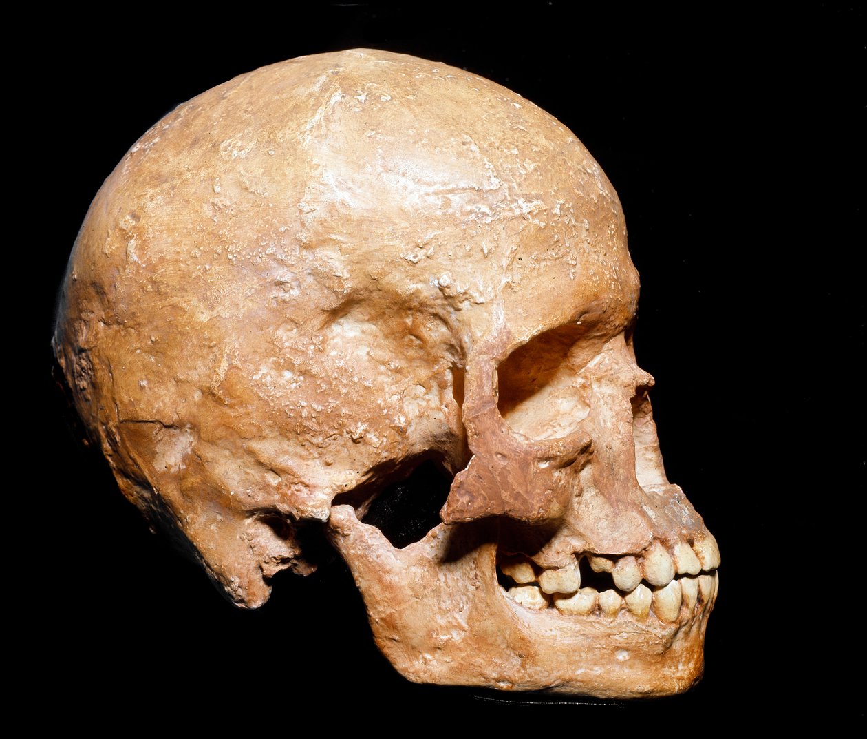 Prehistorya: Grimaldi