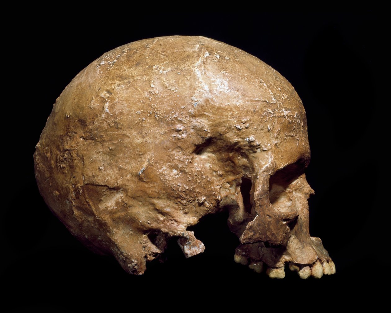 Prehistorya: Grimaldi