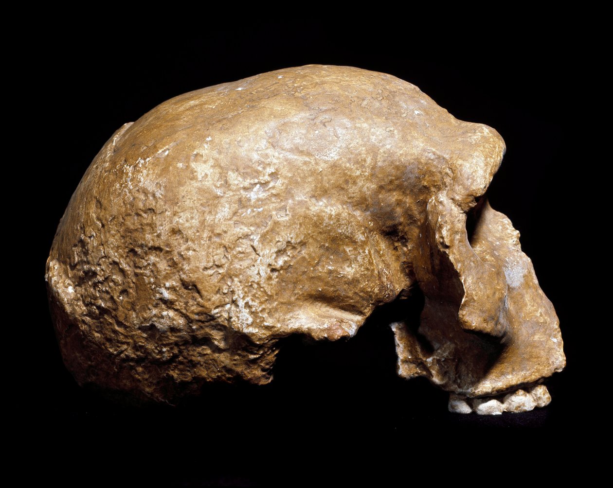Prehistorya: 1933'te Steinheim an der Murr'da (Almanya) bulunan Homo sapiens pre neanderthal (Homo steinheimensis veya Homo heidelbergensis) fosil kafatası. Alt paleolitik. 350.000 ila 250.000 yıl arası yaş. Museo Civico di Storia Naturale, Milano  by Prehistoric Prehistoric