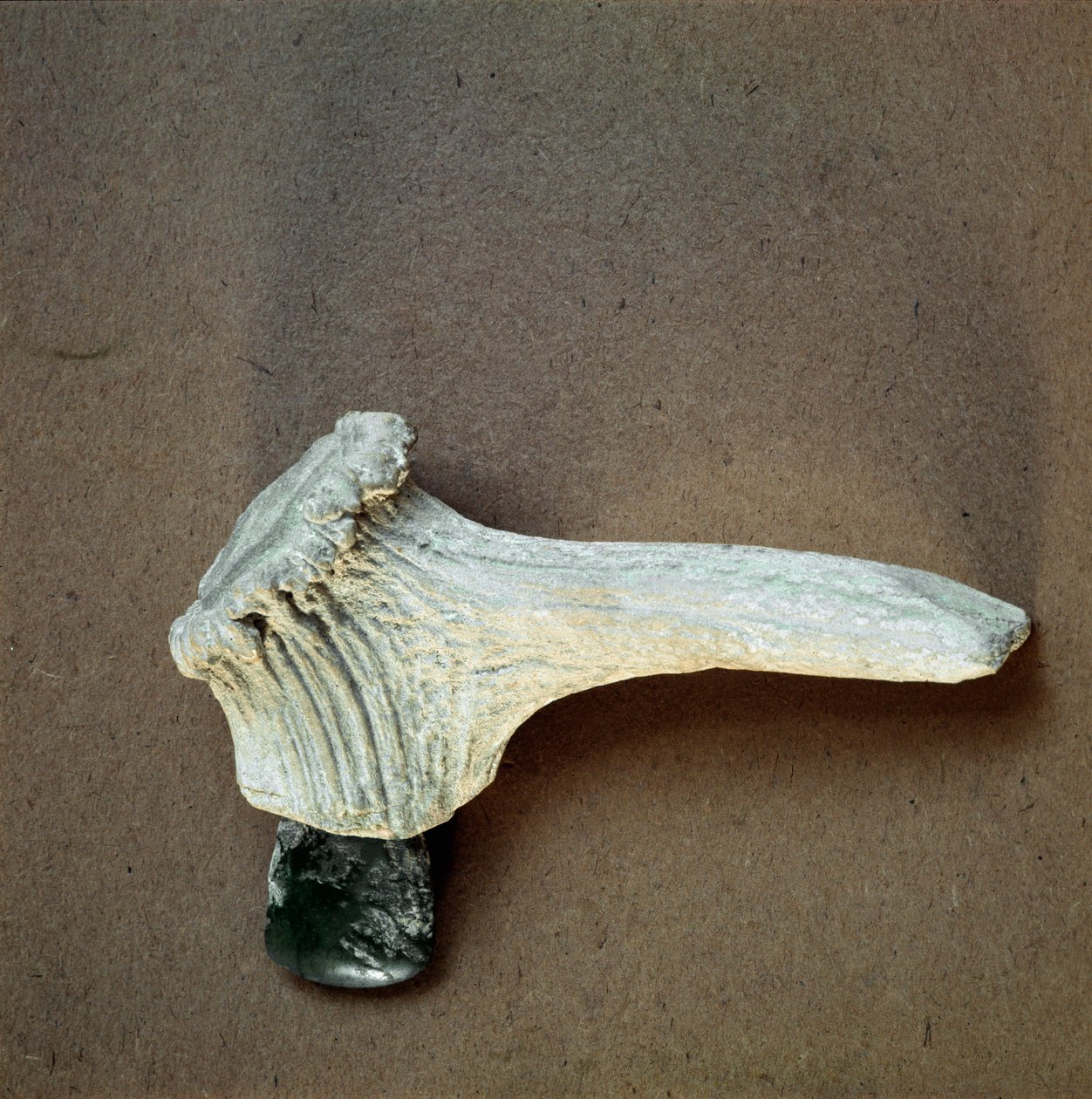 Tarih öncesi: Pollera (Finale Ligure), Liguria mağarasından geyik boynuzu saplı yeşil taş balta. Orta Neolitik, Taş Devri. Genler, museo di archeologia ligure by Prehistoric Prehistoric