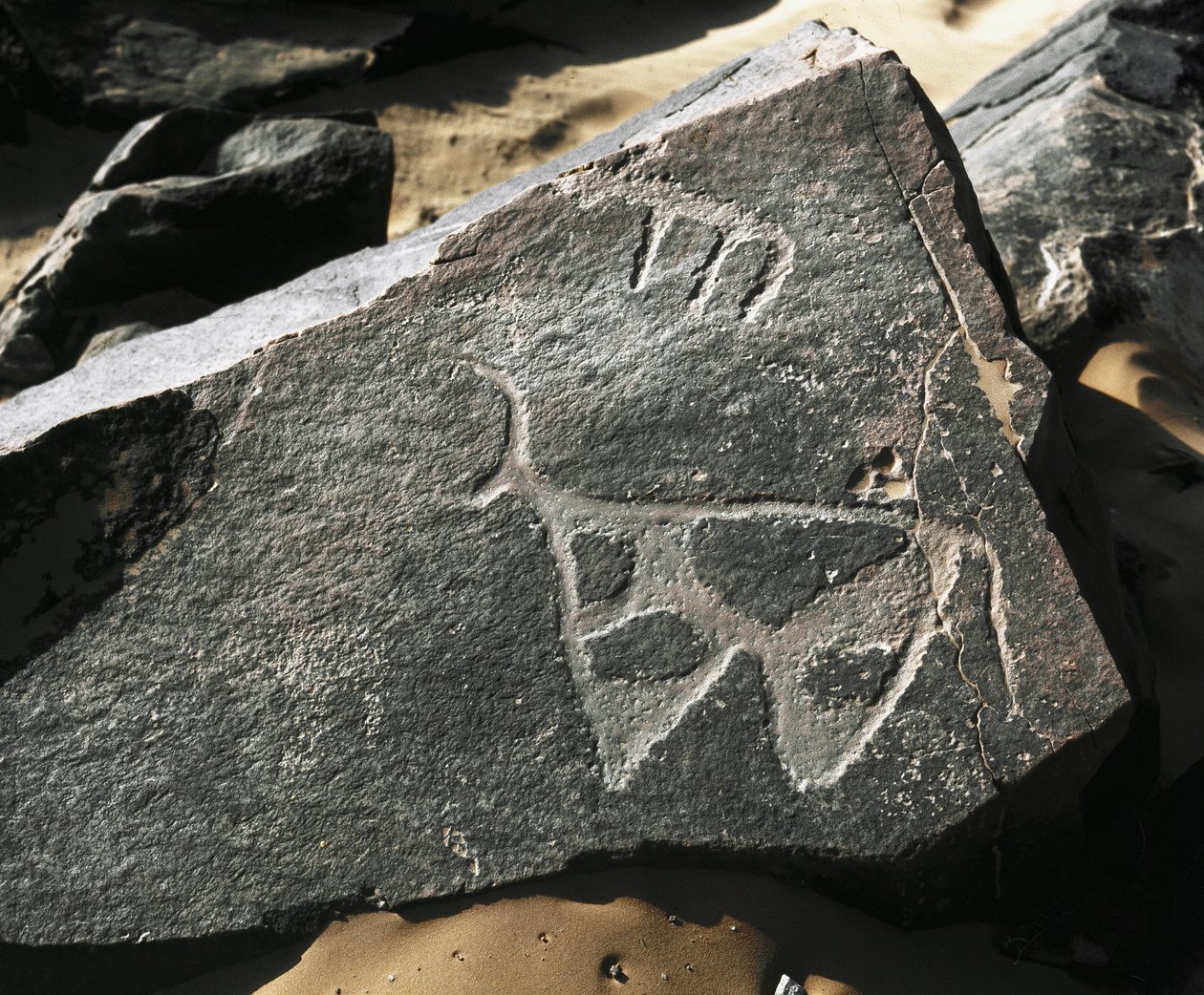 Tarih öncesi, kaya sanatı: Bir sığırın temsilinin ciddi bir kayası. Tazina tarzı. Taş Devri 5000-2000 M.Ö. Taghit, Haut plato du Hoggar (Ahaggar), Cezayir by Prehistoric Prehistoric
