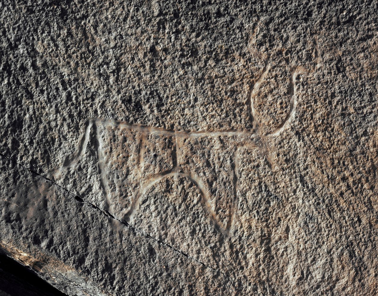 Tarih öncesi, kaya sanatı: Bir sığırın temsilinin ciddi bir kayası. Tazina tarzı. Taş Devri 5000-2000 M.Ö. Taghit, Haut plato du Hoggar (Ahaggar), Cezayir by Prehistoric Prehistoric