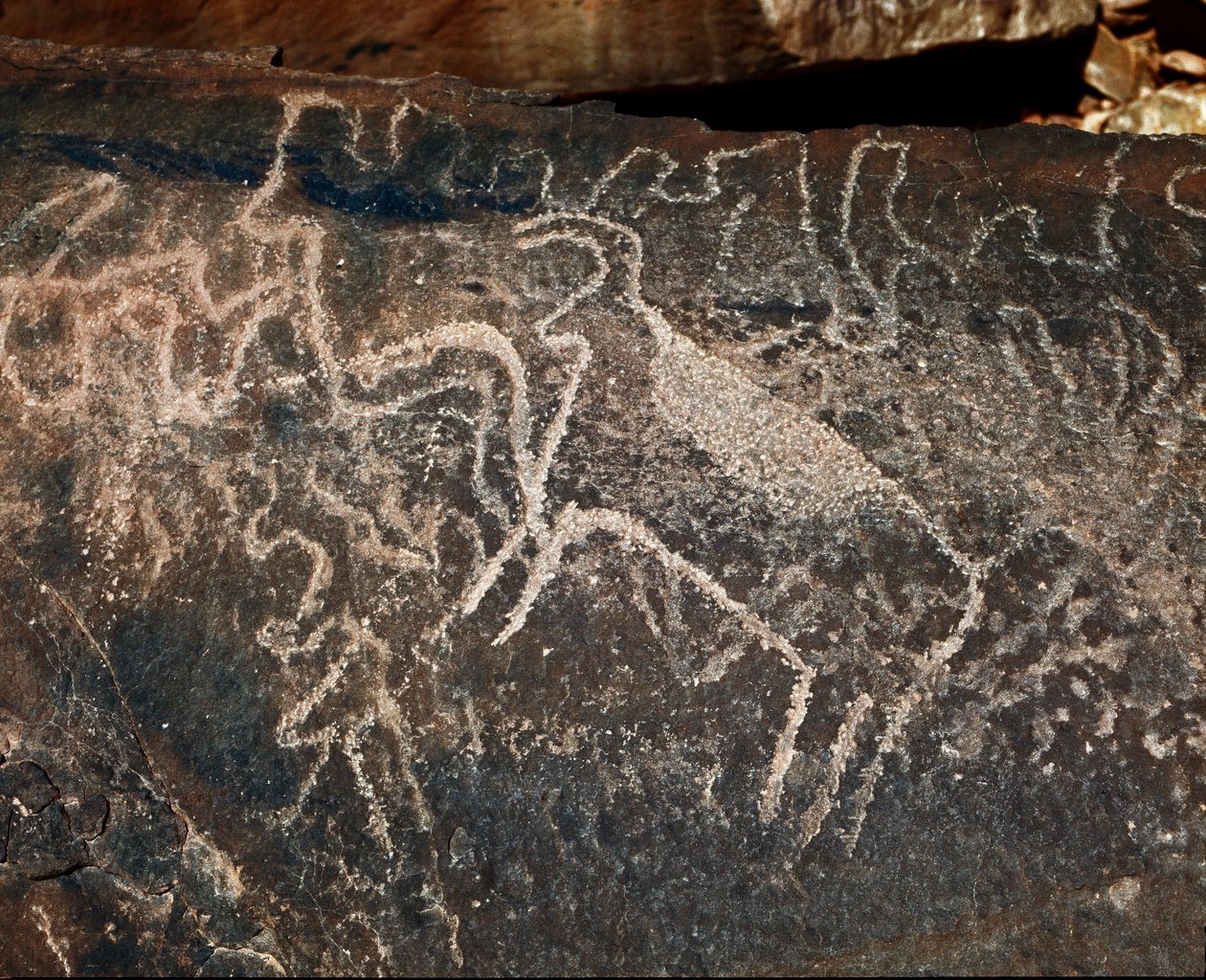 Tarih öncesi, kaya sanatı: sığır temsilinin mezar taşı. Tazina tarzı. Taş Devri 5000-2000 M.Ö. Taghit, Haut plato du Hoggar (Ahaggar), Cezayir by Prehistoric Prehistoric