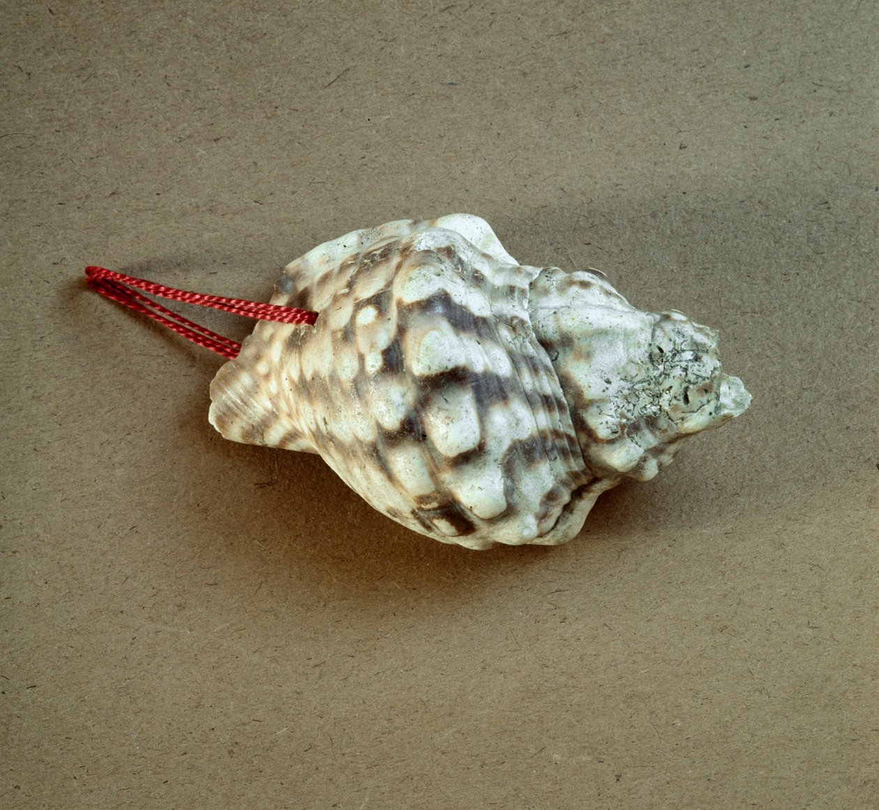 Prehistorya: Triton nodifer
