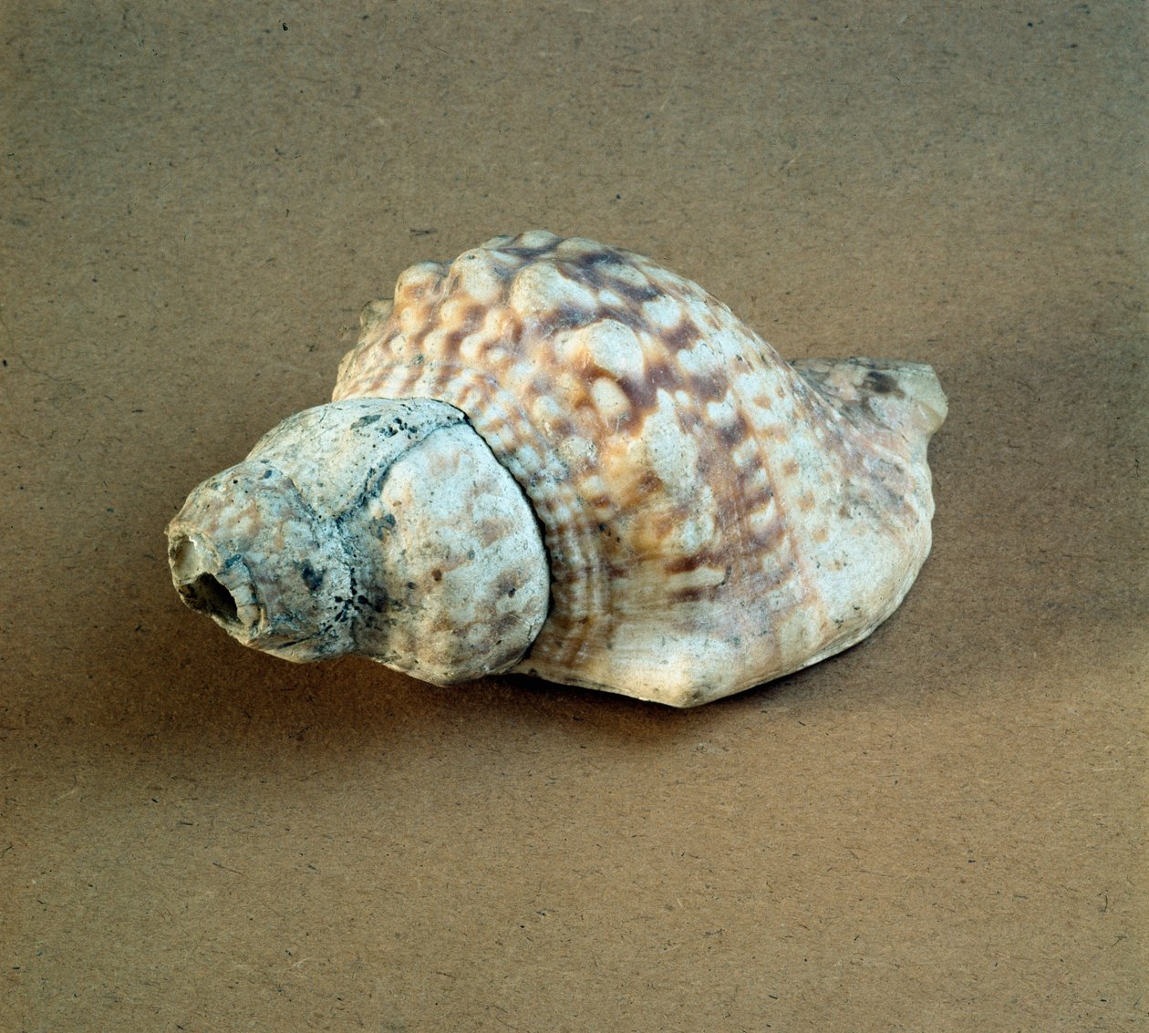 Prehistorya: Triton nodifer