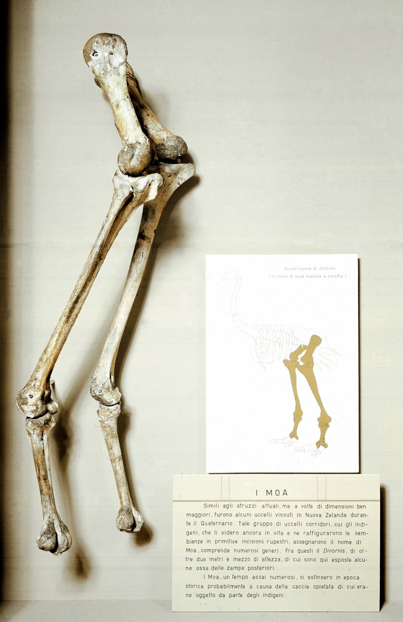 Prehistorya: Moa Dinornis