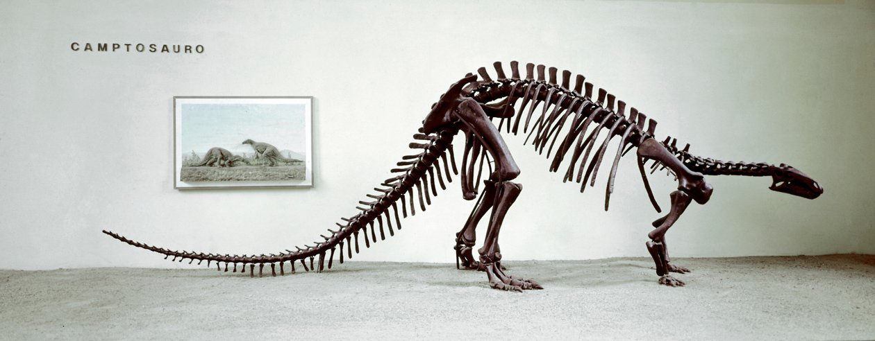 Tarih öncesi: camptosaurus dinozorunun iskeleti (Camptosaurus Brown). Üstün Jura Dönemi. Museo civico di storia naturale, Milano by Prehistoric Prehistoric