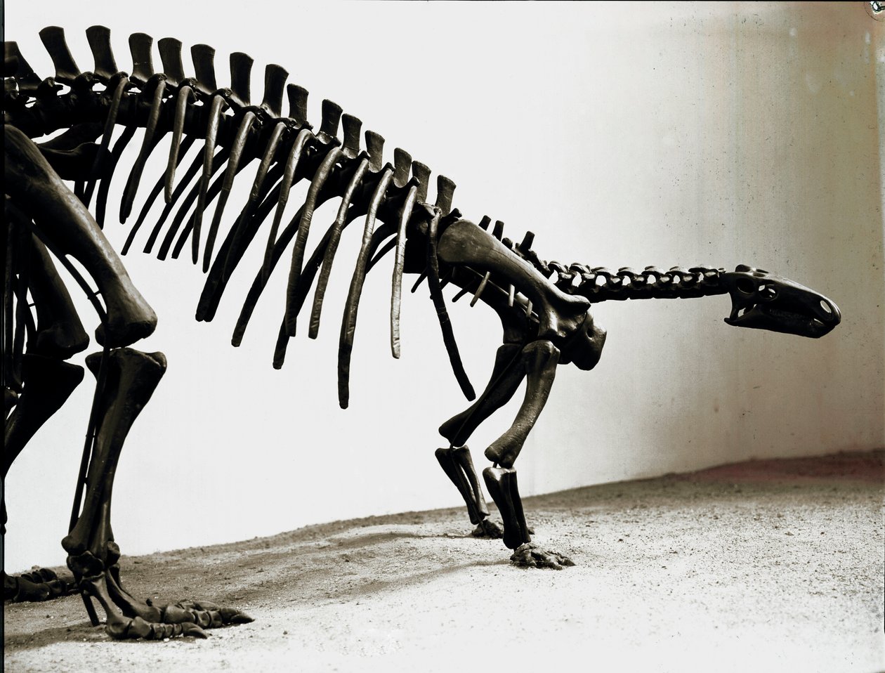 Tarih öncesi: camptosaurus dinozorunun iskeleti (Camptosaurus Brown). Üstün Jura Dönemi. Museo civico di storia naturale, Milano by Prehistoric Prehistoric