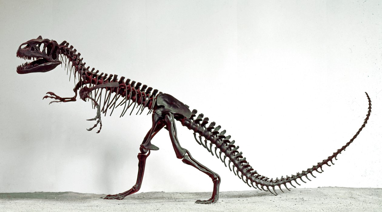 Tarih öncesi: dinozor Allosaurus fragilis