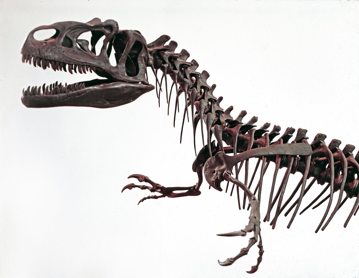 Tarih öncesi: dinozor Allosaurus fragilis