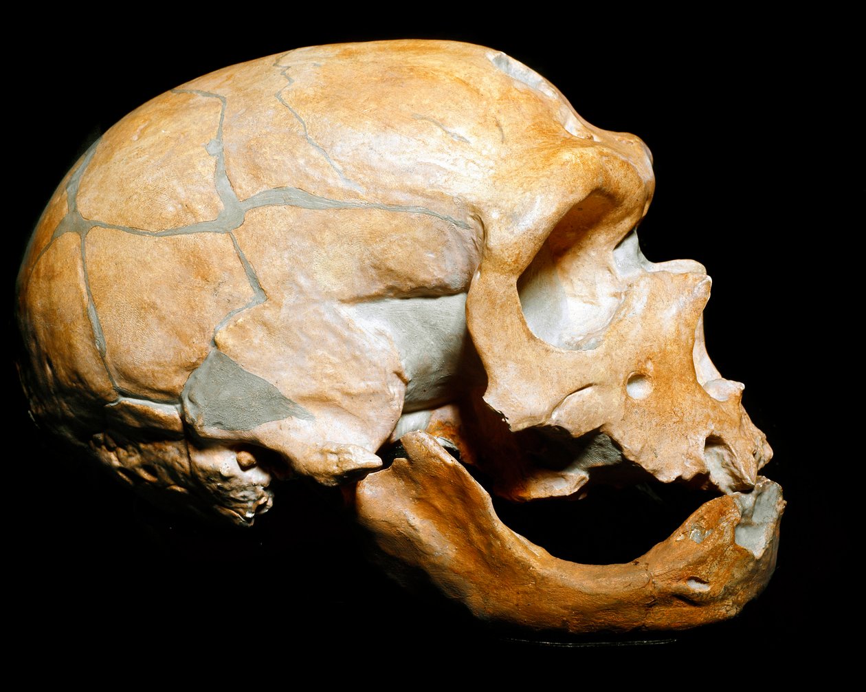 Tarihöncesi: Azizlere Şapel Adamının kafatası (Chapelle aux Saints), Neandertal adamı (Neandertal veya Neandertal: Homo sapiens), Paleolitik. 1908