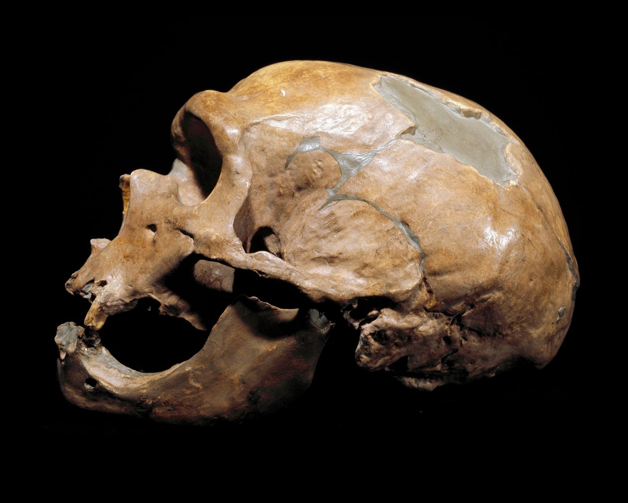 Tarihöncesi: Azizlere Şapel Adamının kafatası (Chapelle aux Saints), Neandertal adamı (Neandertal veya Neandertal: Homo sapiens), Paleolitik. 1908