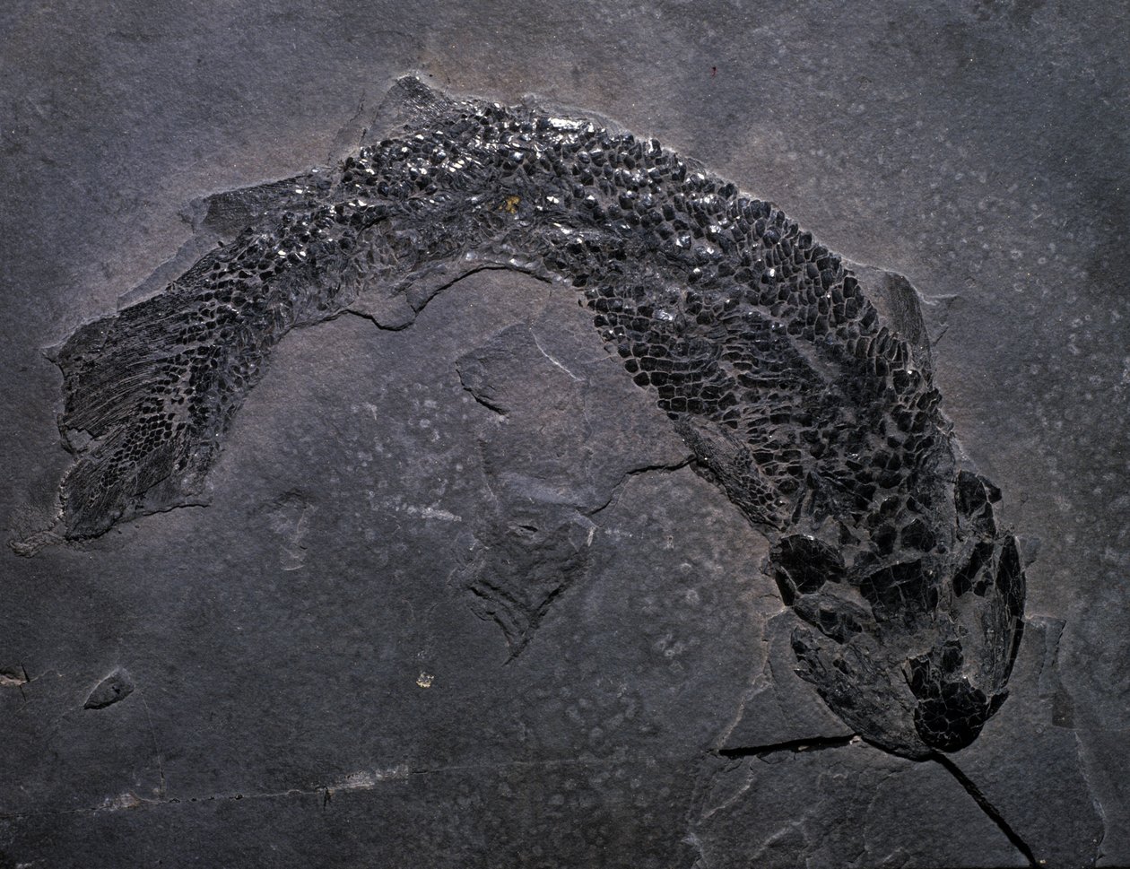 Prehistorya: fosil Gyroptichus türleri, Paleozoik dönem, Devoniyen dönemi. İskoçya