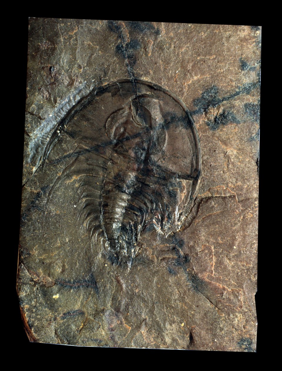 Tarih öncesi: trilobit Olenellus fosili (eklem bacaklılar). Paleozoik Çağ, Kambriyen dönemi. Utah, Amerika Birleşik Devletleri