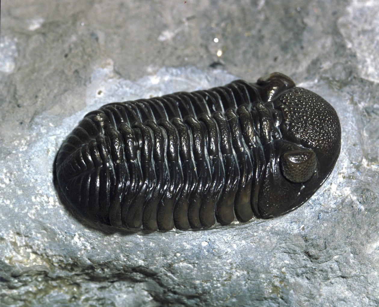 Tarih öncesi: trilobit Phacops Rana fosili (eklem bacaklılar). Paleozoyik Çağı, Devoniyen dönemi. Ohio, Amerika Birleşik Devletleri