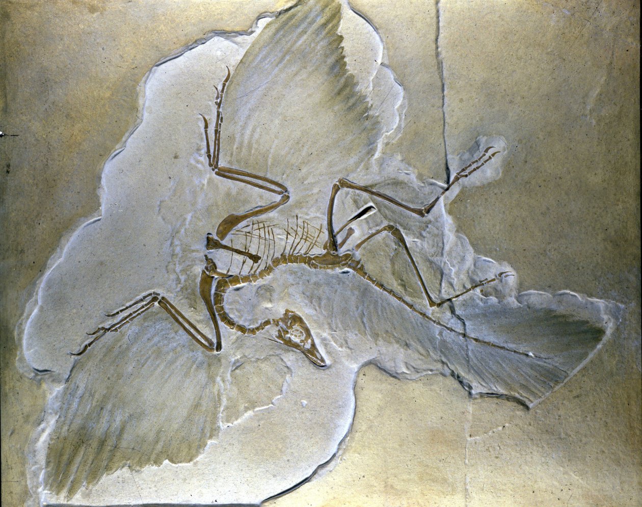 İlkel kuşlara Archaeopteryx deniyordu. Bavyera