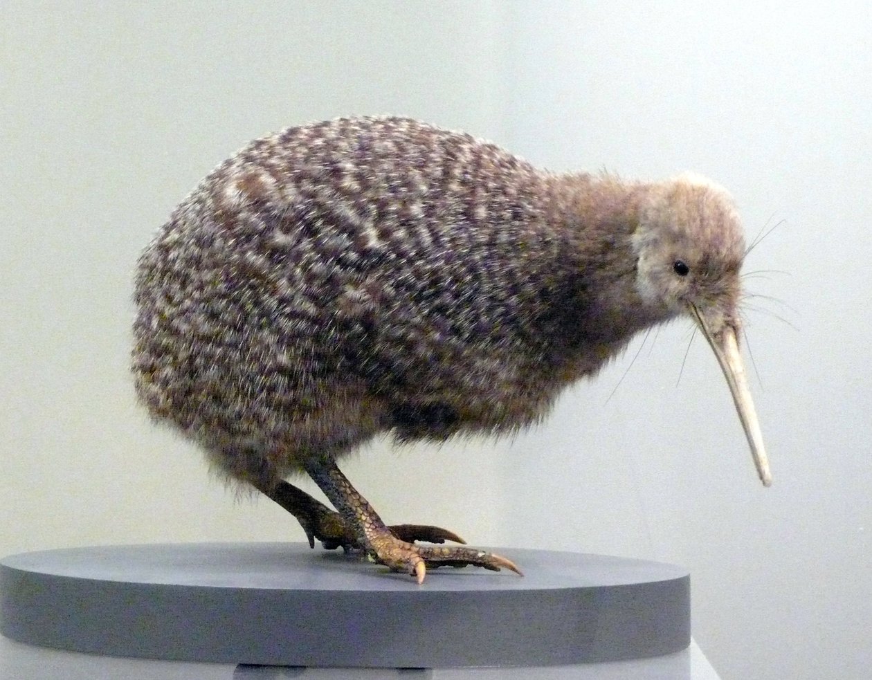 Örnek kuş dolması kivi (apterygides), uçamayan. Auckland Müzesi, Yeni Zelanda by Prehistoric Prehistoric