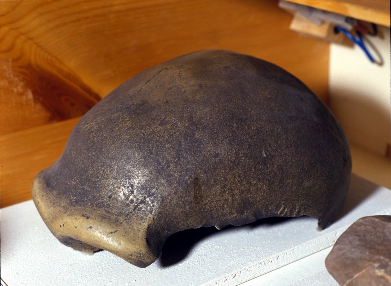 Neandertal Adamının Kafatası, 1856