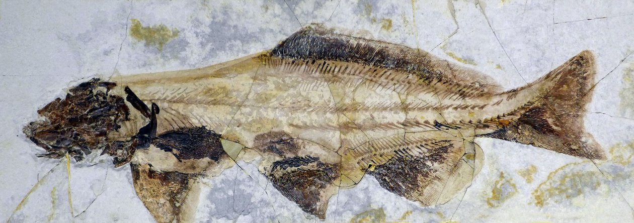 Mersin balığı fosil ayak izi, Alt Kretase (nesne) by Prehistoric Prehistoric