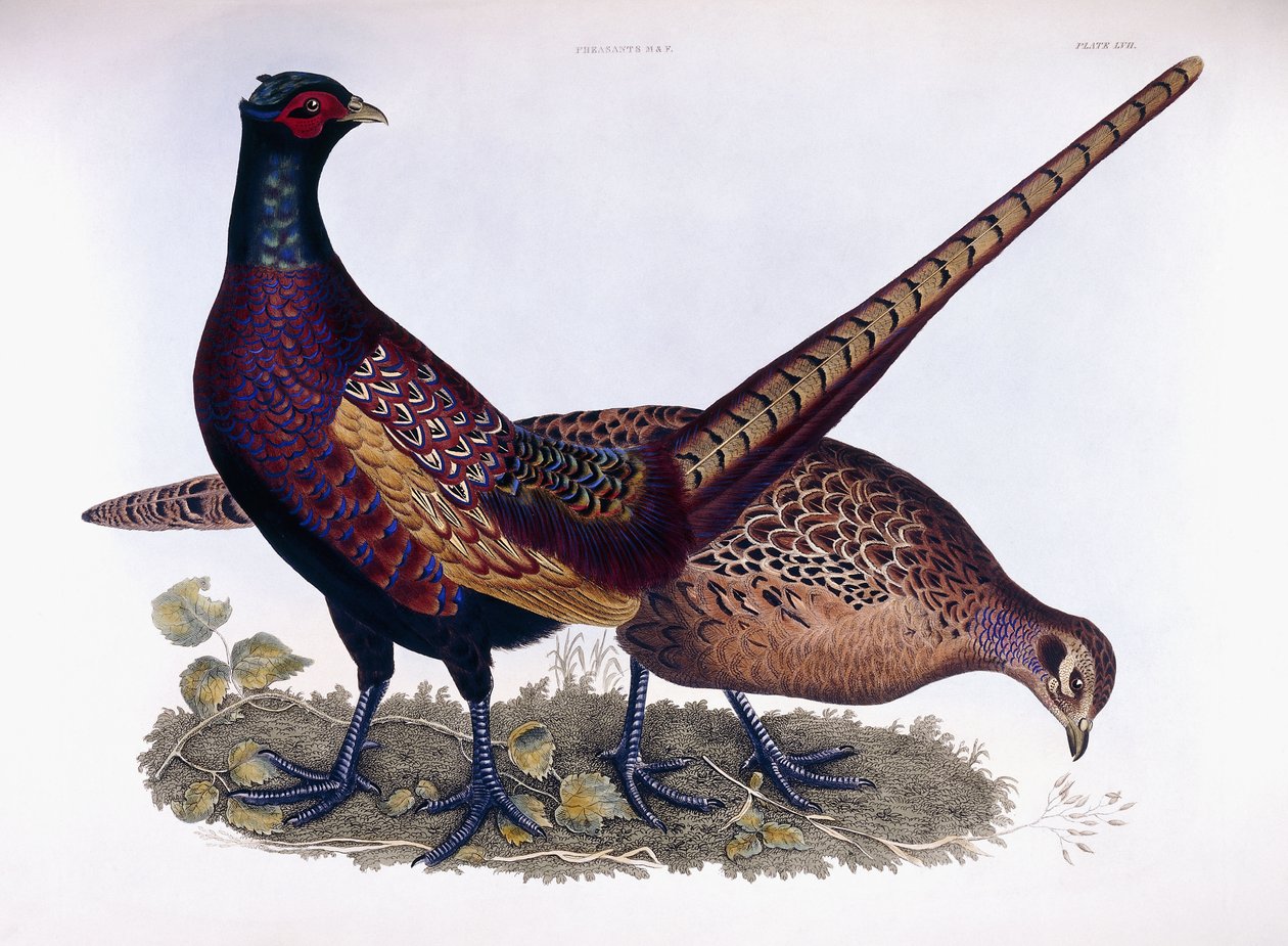 Sülünler (Erkek & Dişi) by Prideaux John Selby