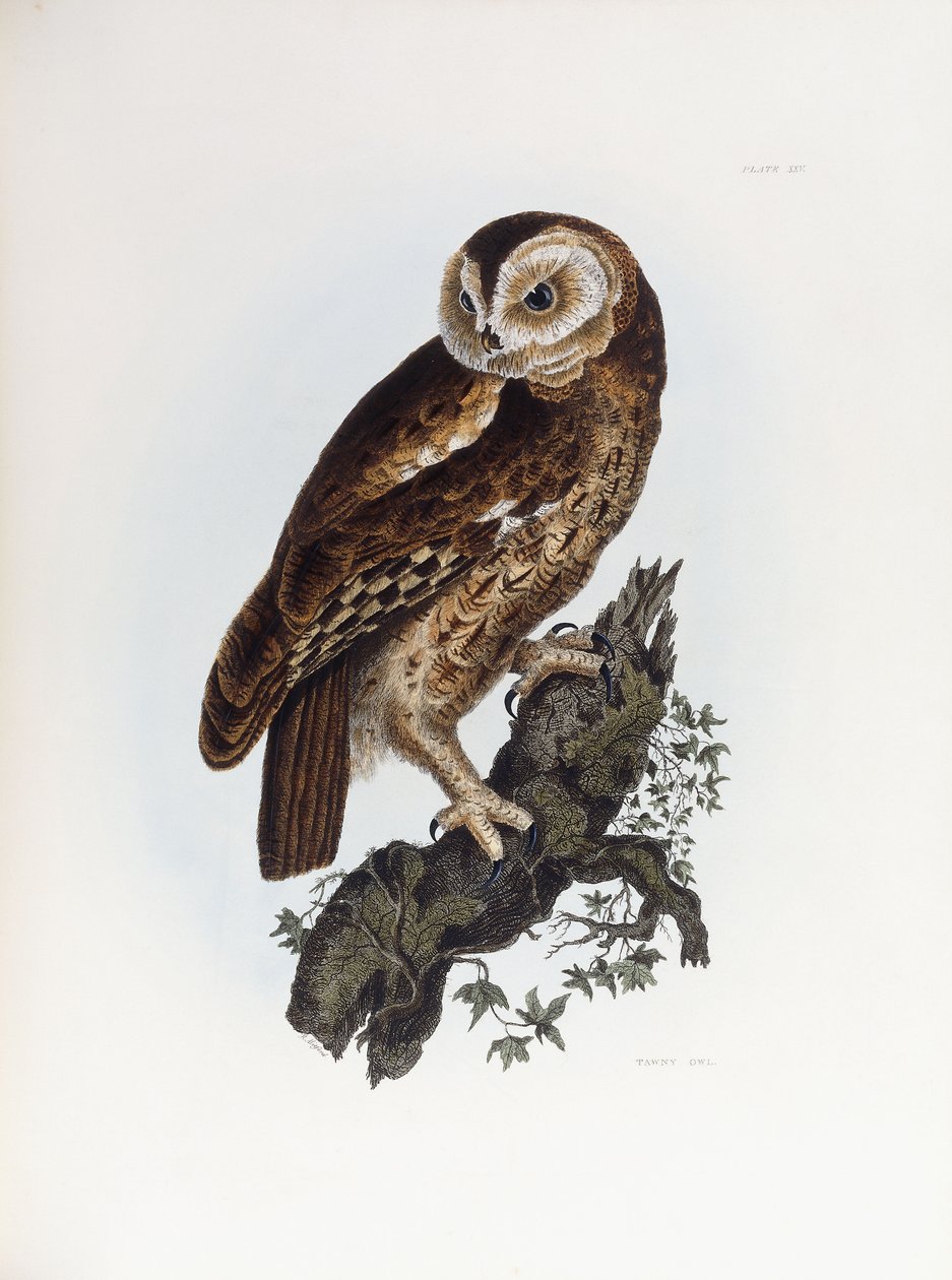 Alaca Baykuş, 1841 by Prideaux John Selby