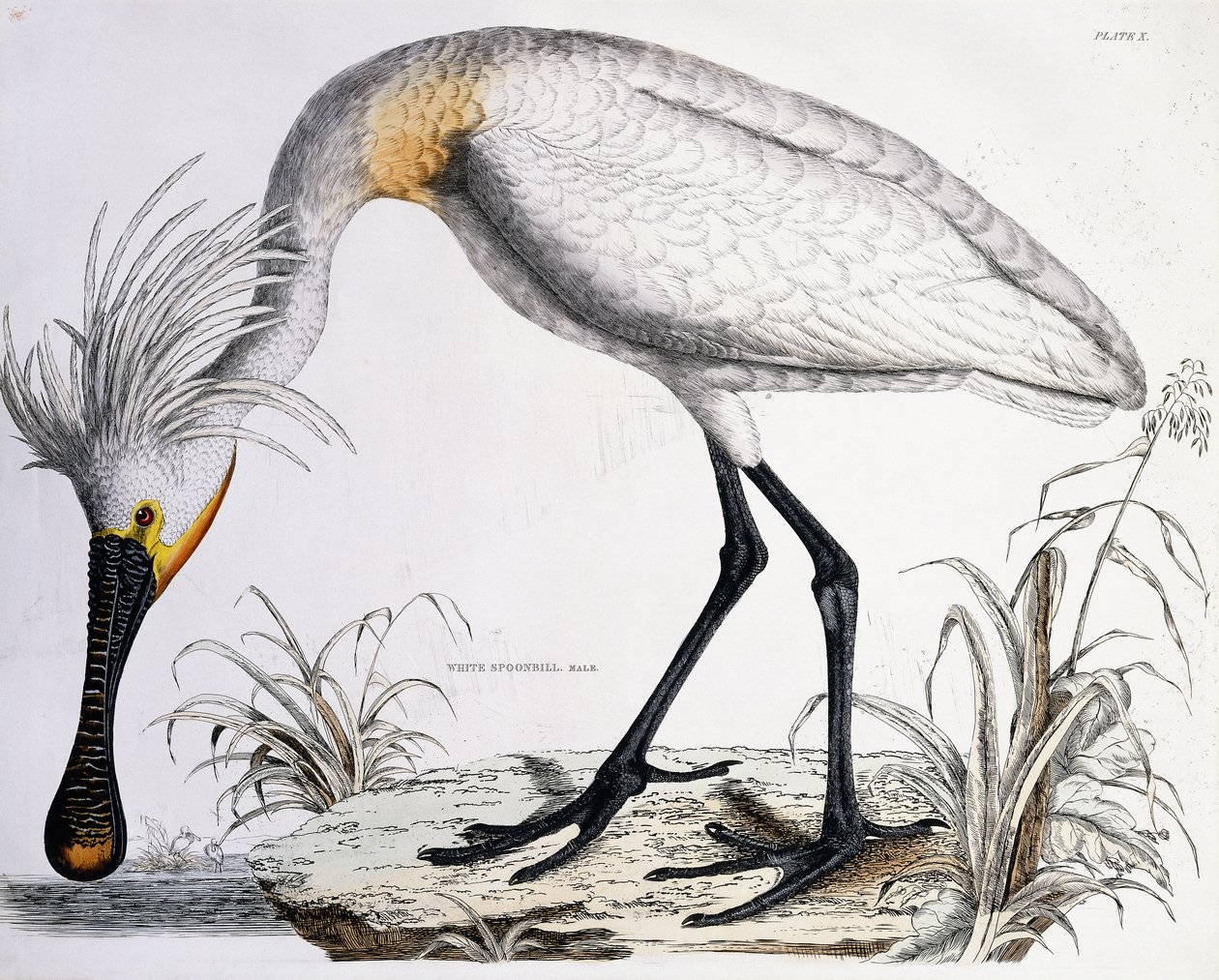 Beyaz Kaşıkçı, 1834 by Prideaux John Selby