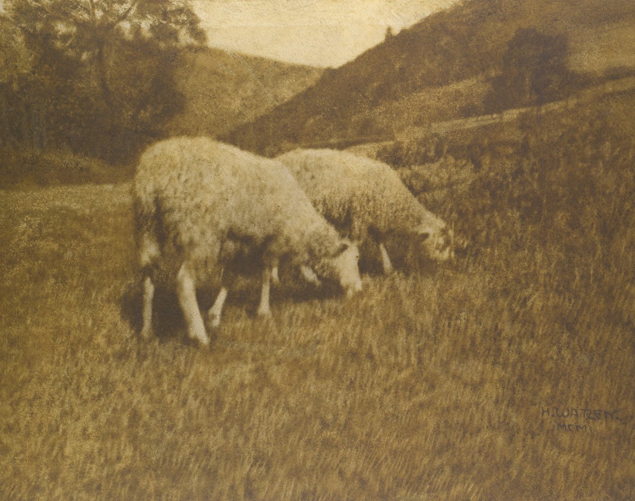 Koyun, 1901. by Professor Hans Watzek
