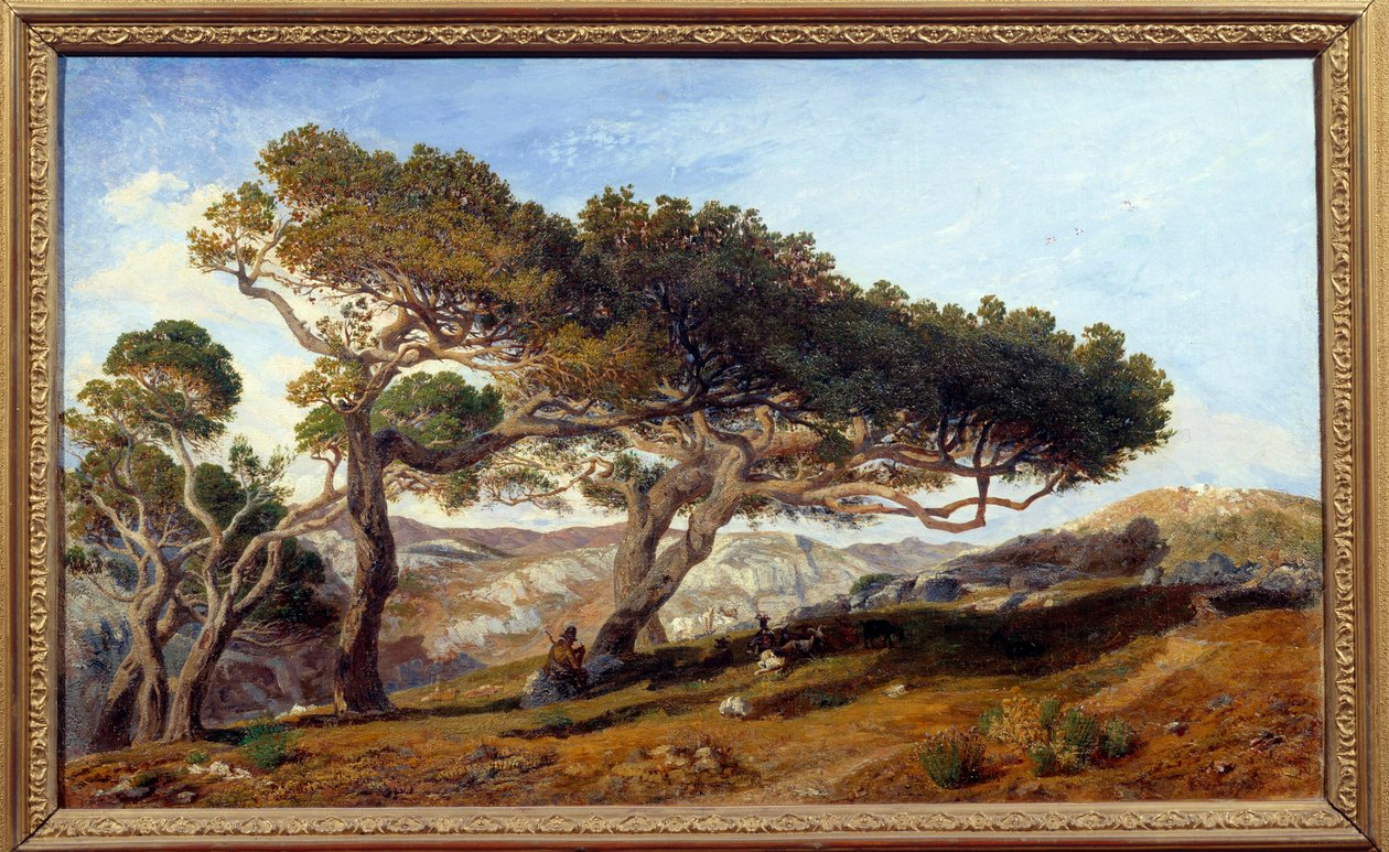 Aix en provence kırsalındaki çamlar, Fransa