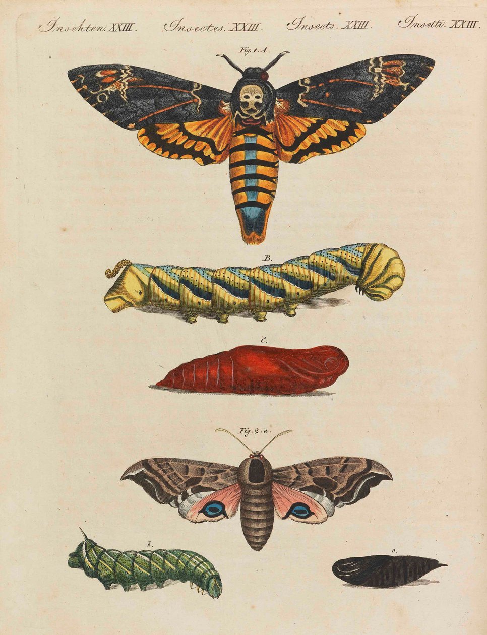 Çocuk Resimli Kitap Çocuk ansiklopedisi, Friedrich Johann Justin Bertuch, 1798-1830. by Pupils of the Weimar Princely Free