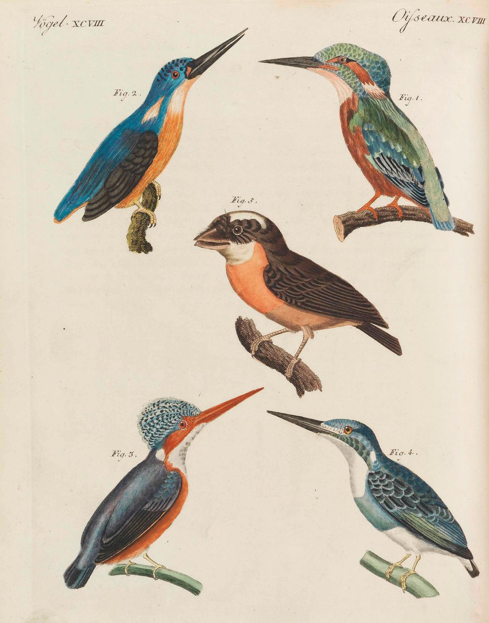 Çocuk Resimli Kitap Çocuk ansiklopedisi, Friedrich Johann Justin Bertuch, 1798-1830. by Pupils of the Weimar Princely Free