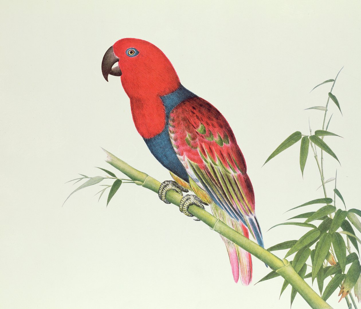 Eclectus Parrot, bambu sürgününde, Ch