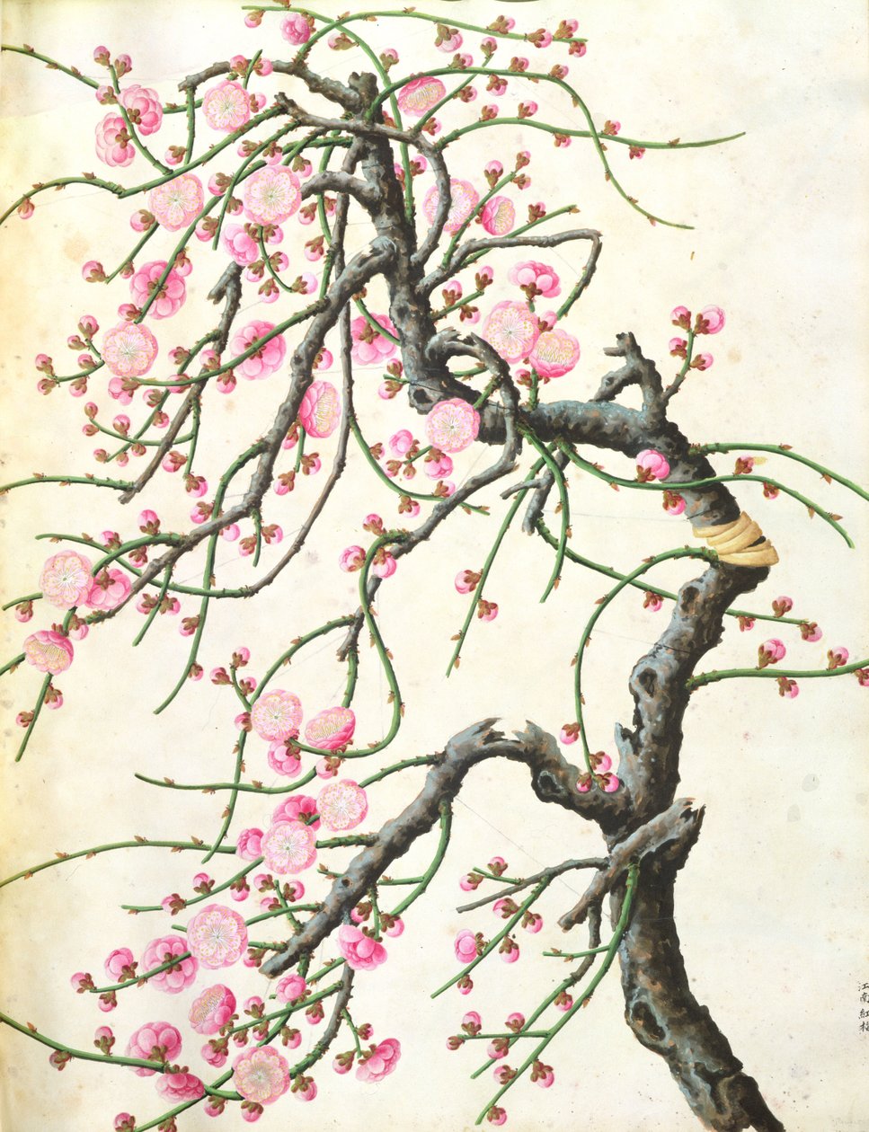 Şeftali çiçeği (kağıt üzerinde renkli) by Qing Dynasty Chinese School