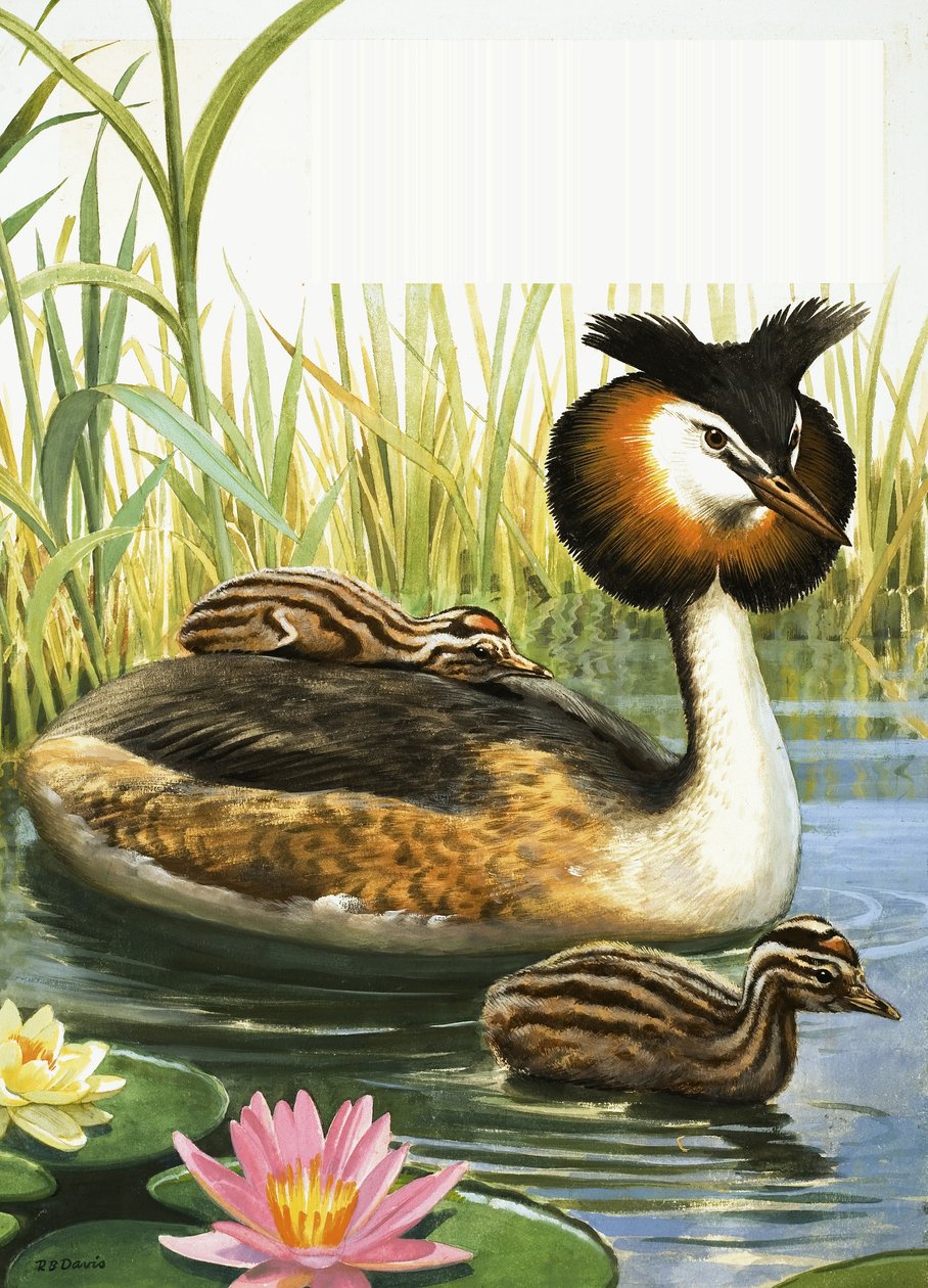  by R.B. Davis