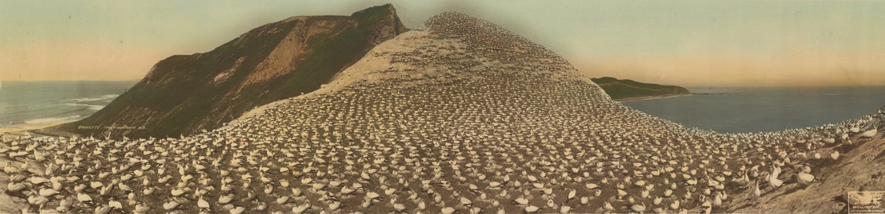 Sümsük kuşları, Cape Kidnappers, N.Z. by R. P. Moore