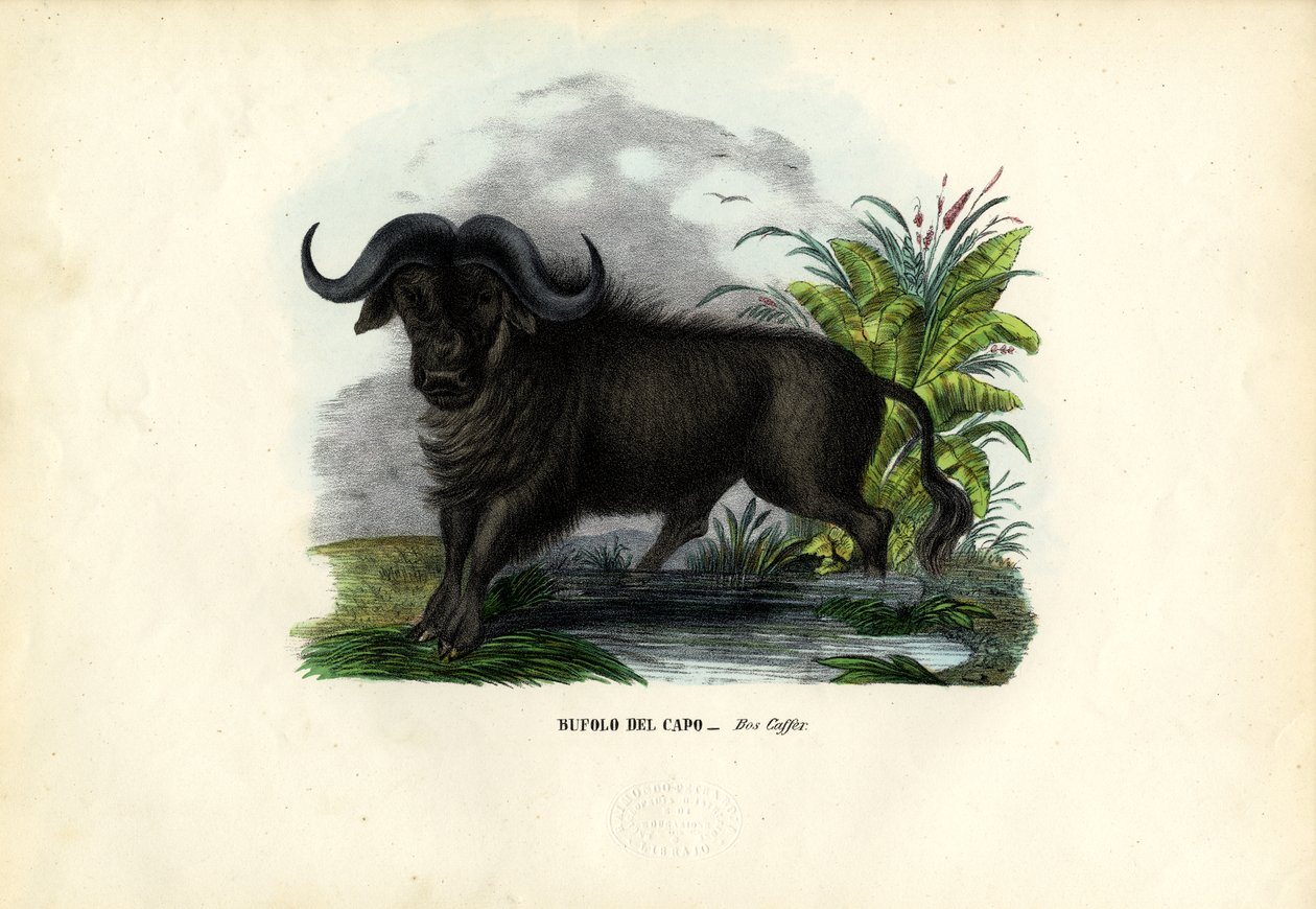 Afrika Mandası, 1863-79 by Raimundo Petraroja