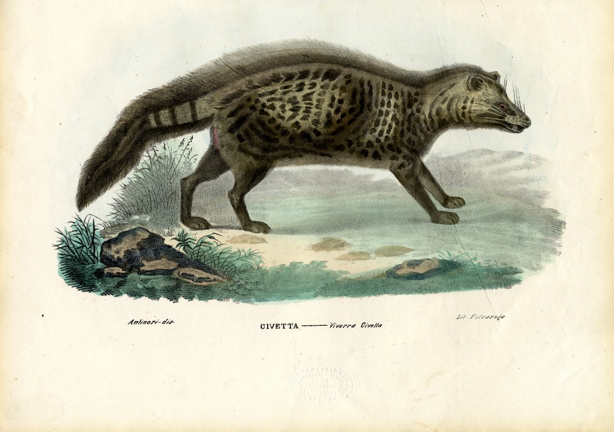 Afrika Misk Kedisi, 1863-79 by Raimundo Petraroja