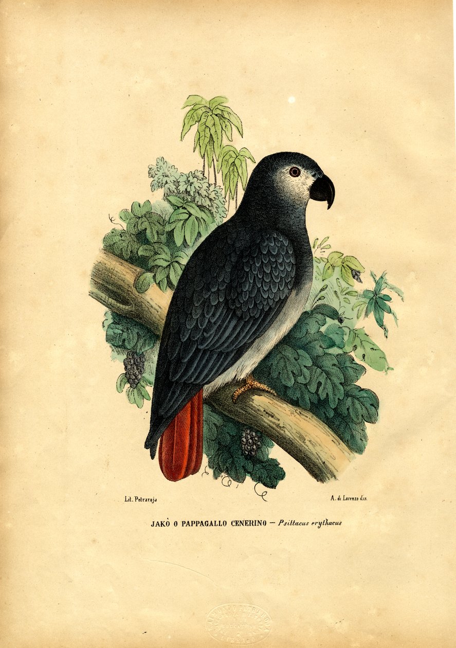 Afrika Gri Papağanı, 1863-79 by Raimundo Petraroja