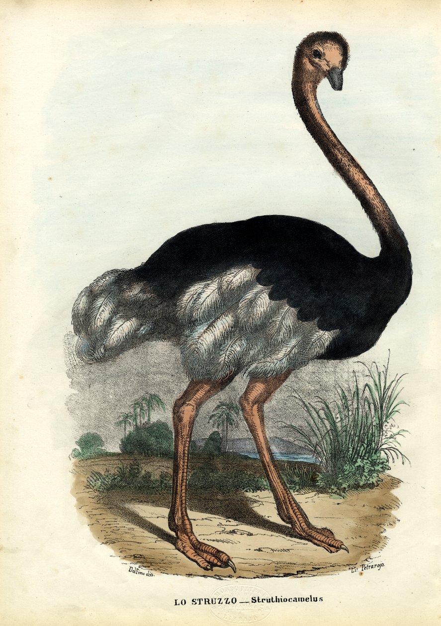 Afrika Devekuşu, 1863-79 by Raimundo Petraroja