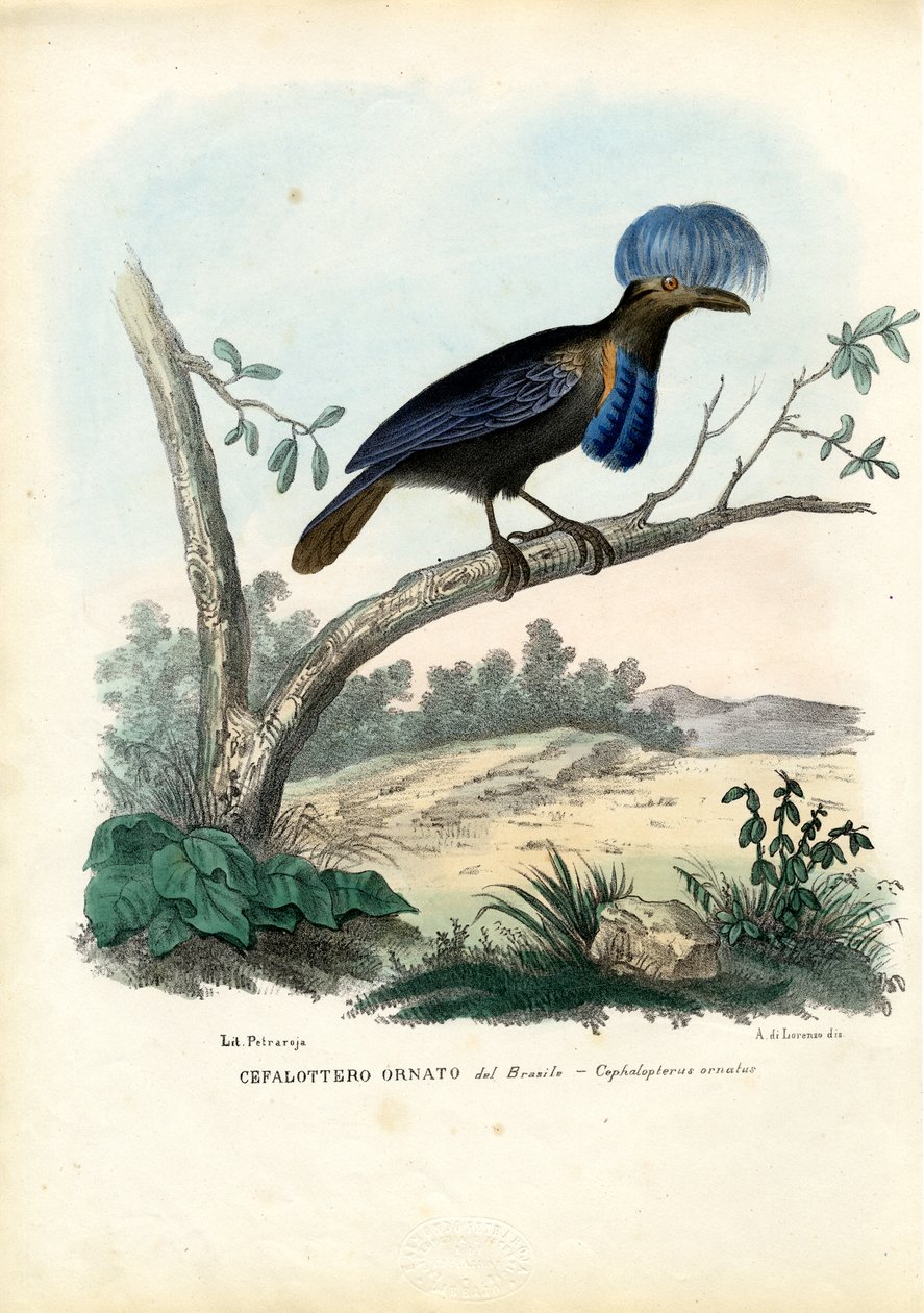 Amazon Şemsiye Kuşu, 1863-79 by Raimundo Petraroja